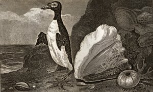 企鹅用海螺和其他贝壳和海绵 作者 英语学校
